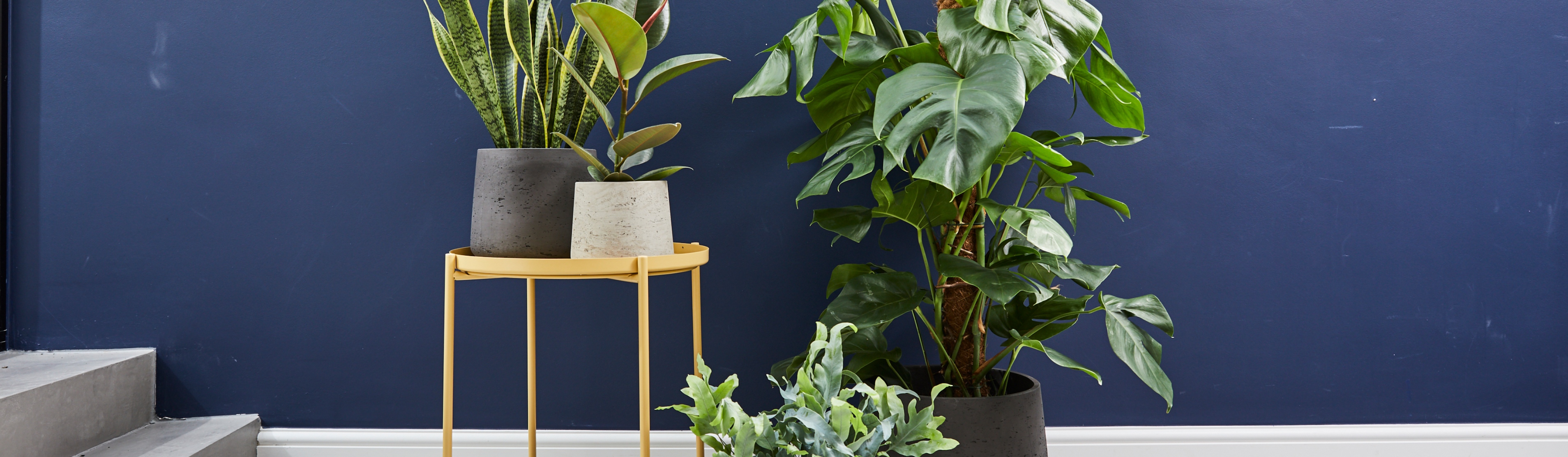 Patch plants how to grow a British start up with investment Blog